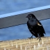 blackbird_shouldered_tawny_jar_h_0440_cub1165.jpg